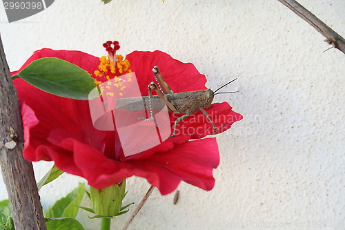 Image of Grasshopper on Hibiscus flower