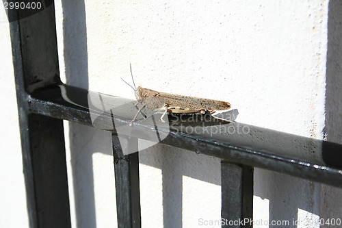 Image of Grasshopper