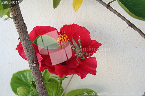 Image of Grasshopper on Hibiscus flower