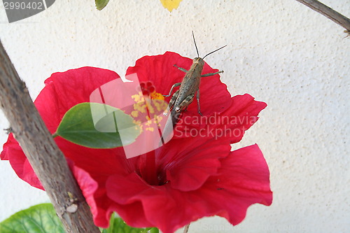 Image of Grasshopper on Hibiscus flower