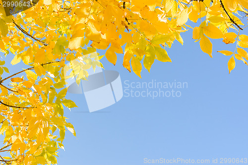 Image of Indian summer gold yellow autumn leaves over clear blue sky