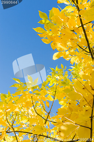 Image of Autumn background with yellow foliage over blue sky