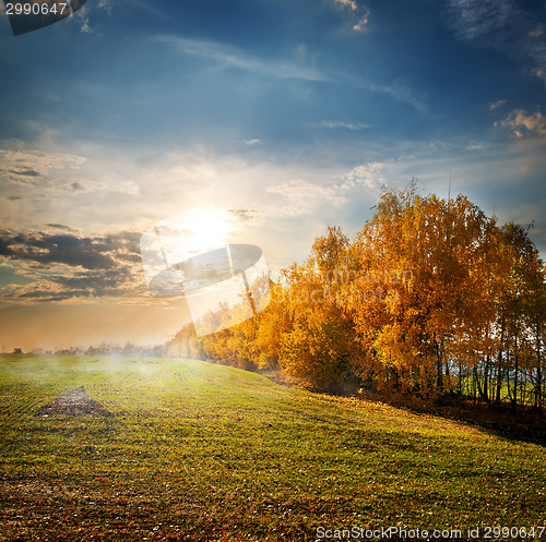 Image of Trees in the autumn field