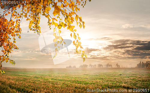 Image of Morning in the autumn field