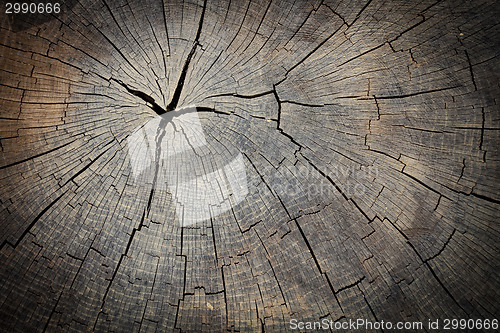 Image of Texture of wood stump
