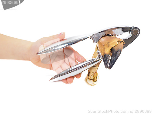 Image of Young person, crab claw and nutcracker