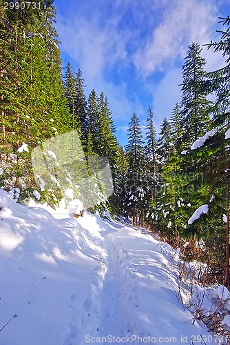 Image of Snow on a forest path