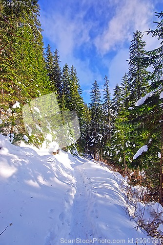Image of Snow on a forest path