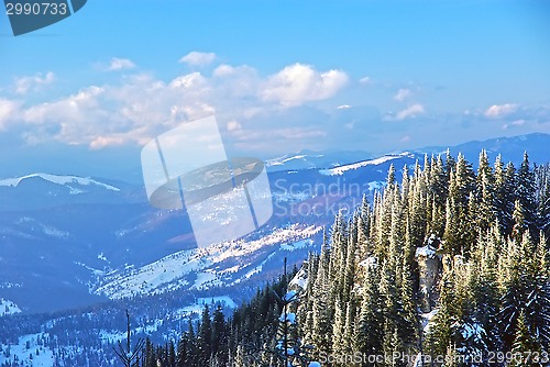 Image of Winter forest