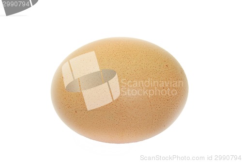 Image of Egg