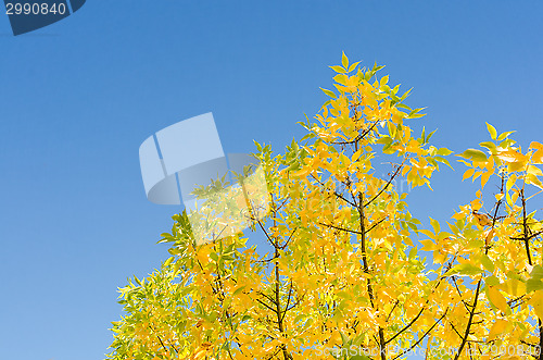 Image of Autumn background with golden lush foliage