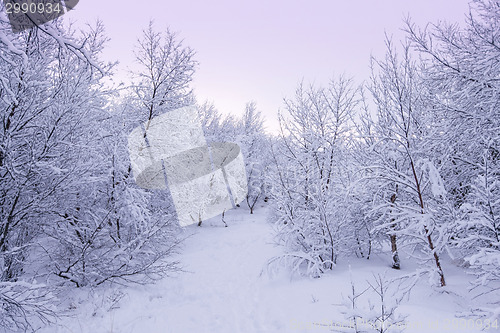 Image of Beautiful snowsacpe