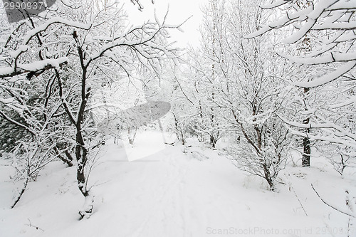 Image of Beautiful snowsacpe