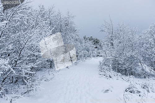 Image of Beautiful snowsacpe
