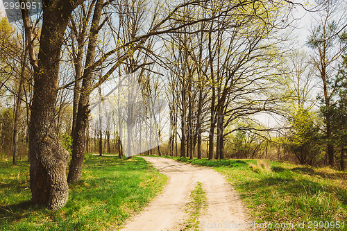 Image of Spring Season In Park. Green Young Grass, Trees On Blue Sky Back