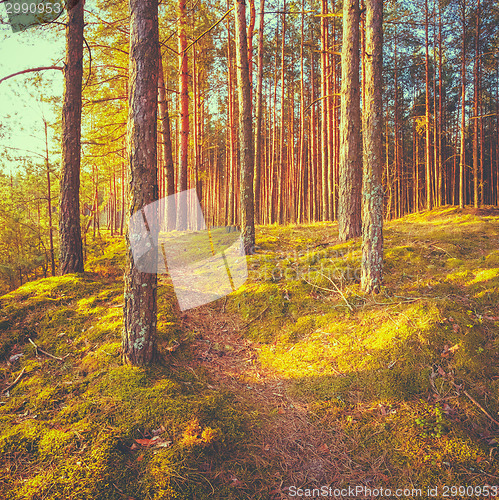 Image of Sunset In Autumn Forest 