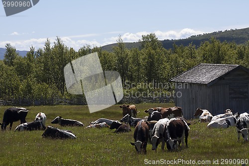 Image of grazing cows