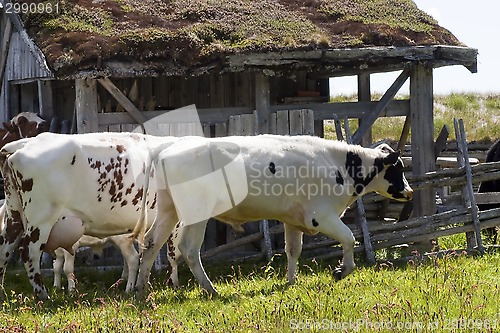 Image of cows