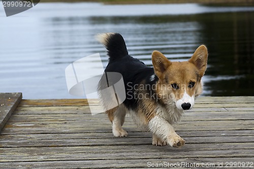 Image of puppy on jetty