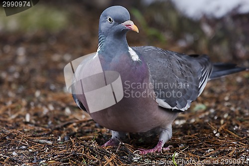 Image of wood pigeon