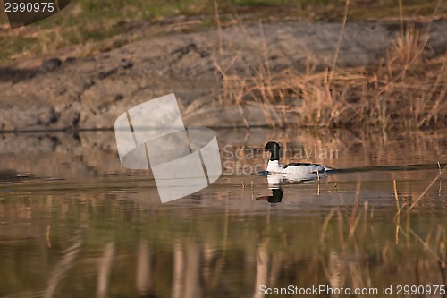 Image of goosander