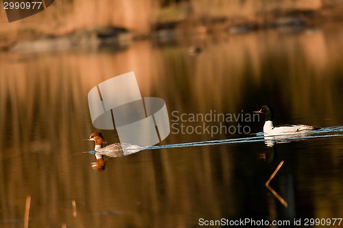 Image of goosander pair