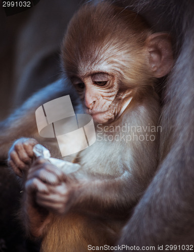 Image of Portrait of cute Rhesus macaque baby