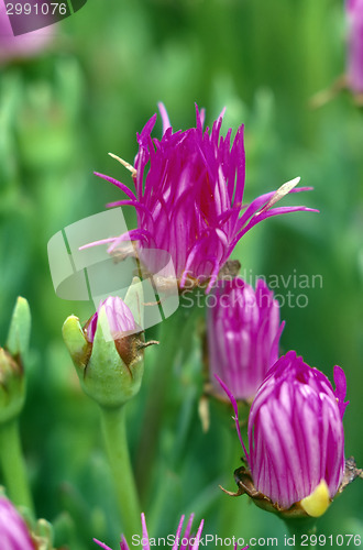 Image of Ice Plant