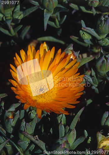 Image of Ice Plant