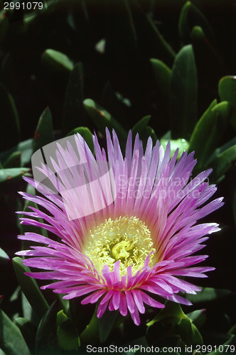 Image of Ice Plant