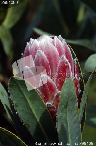 Image of Protea