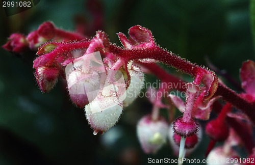 Image of Manzanita