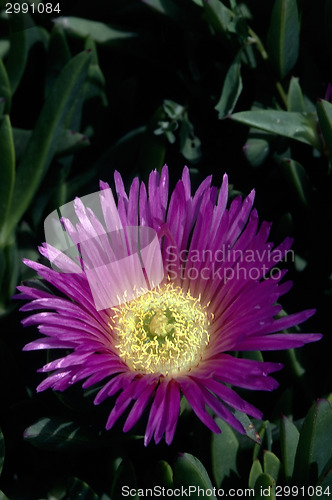 Image of Ice Plant