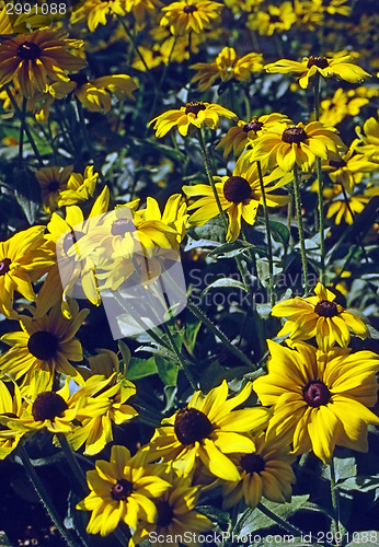 Image of Daisies