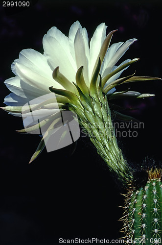 Image of  Easter Lily Cactus 