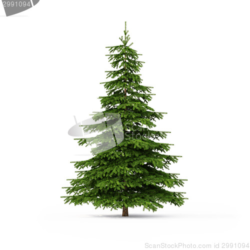 Image of Spruce on white