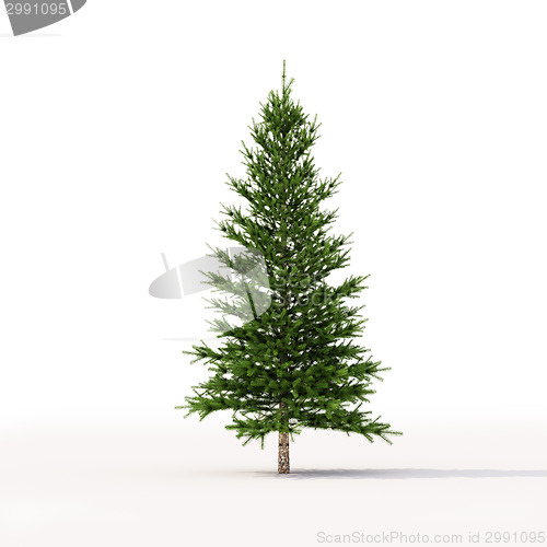 Image of Spruce on white