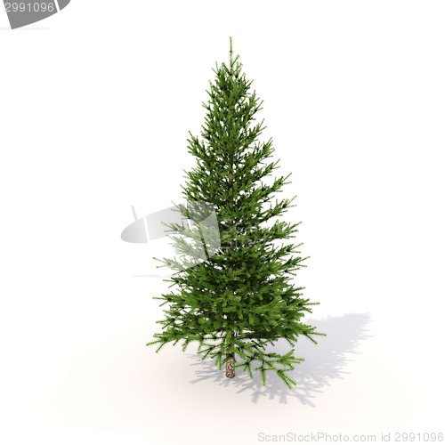 Image of Spruce on white