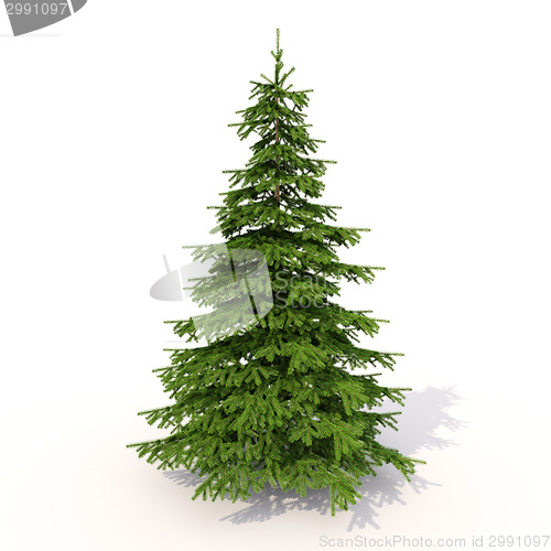 Image of Spruce on white