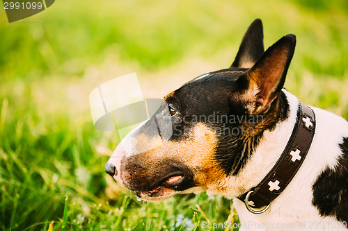 Image of Close Pets Bull Terrier Dog Portrait At Green Grass