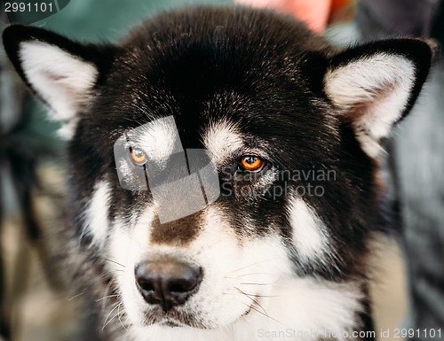 Image of Alaskan Malamute Dog Close Up Portrait