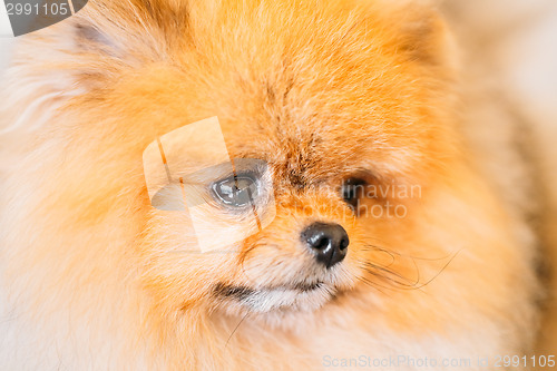 Image of Pomeranian Puppy Spitz Dog Close Up Portrait