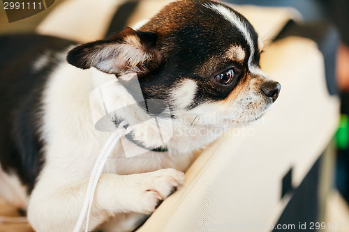 Image of Chihuahua dog close up portrait