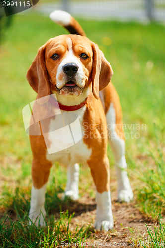 Image of Beagle On Meadow - Pedigree Dog