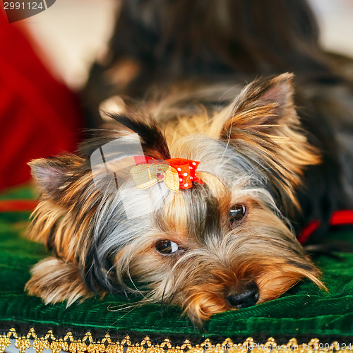 Image of Close Up Cute Yorkshire Terrier Dog