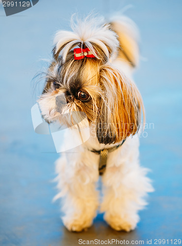 Image of Cute Shih Tzu White Toy Dog