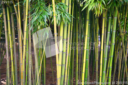 Image of Bamboo