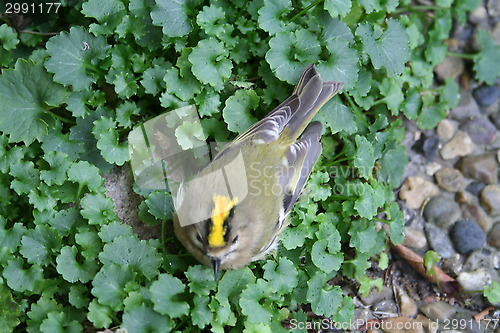 Image of King´s bird