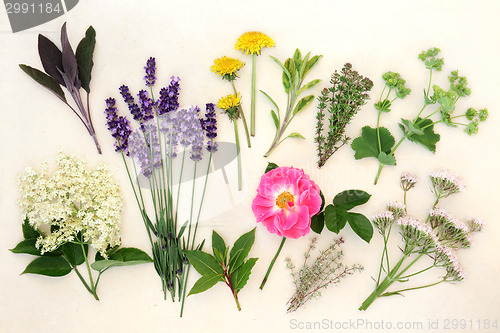 Image of Healing Herbs and Flowers