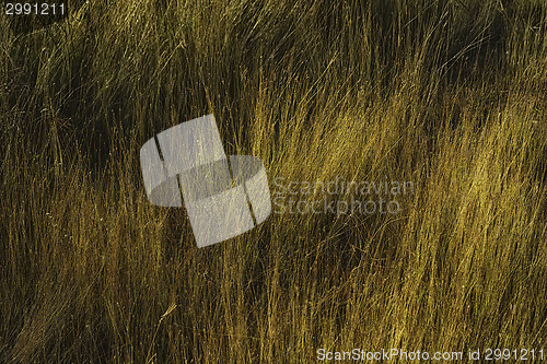 Image of Sunrise Grass